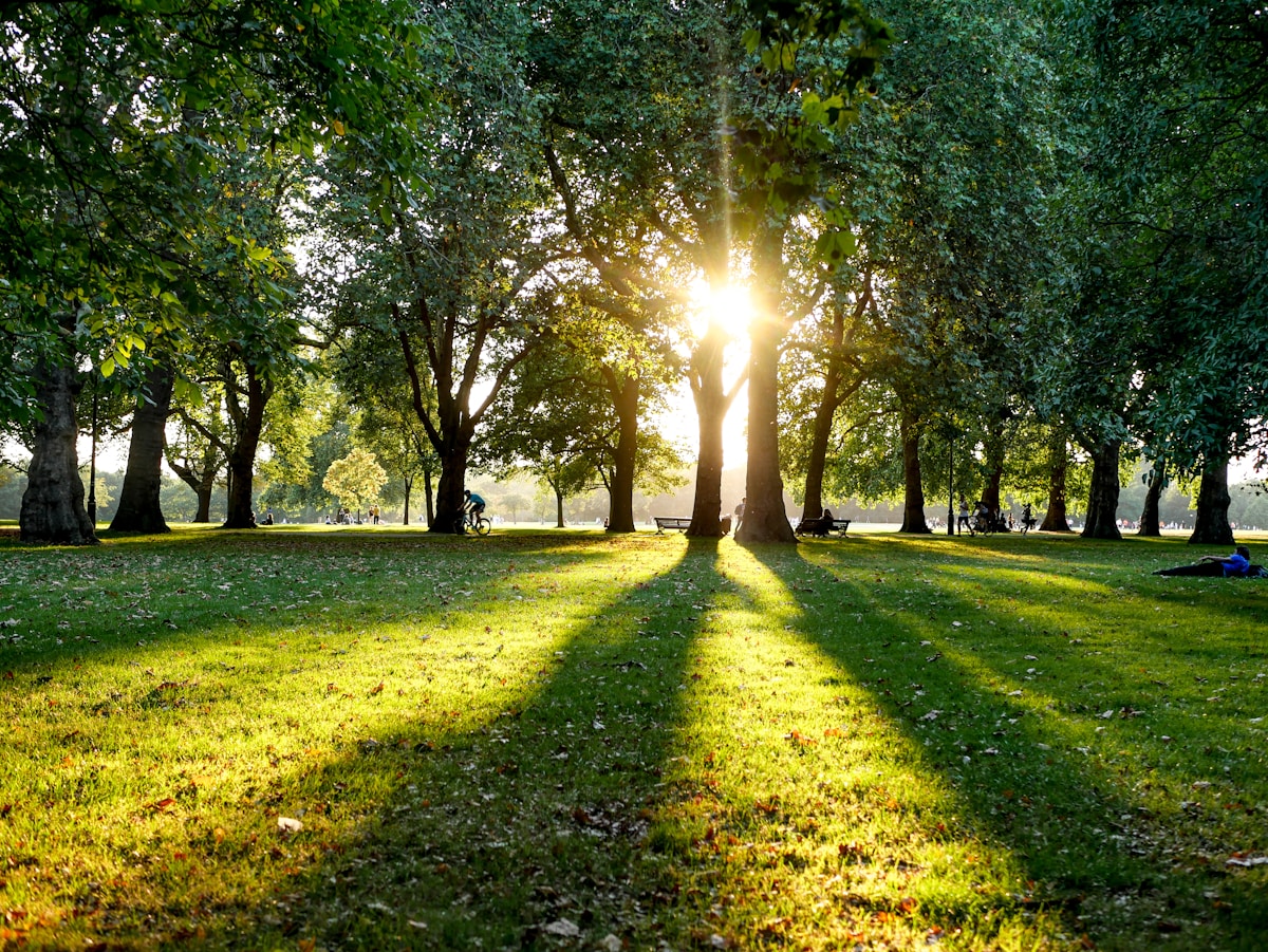Tree-lined avenue with white stucco terraces beside Hyde Park in Bayswater, London